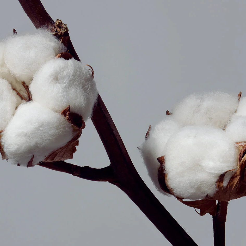 Algodão Orgânico x Algodão Comum em Camisas Polo: Qual a Real Diferença